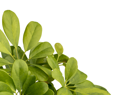 Paysagiste Demo 5 Motif H1